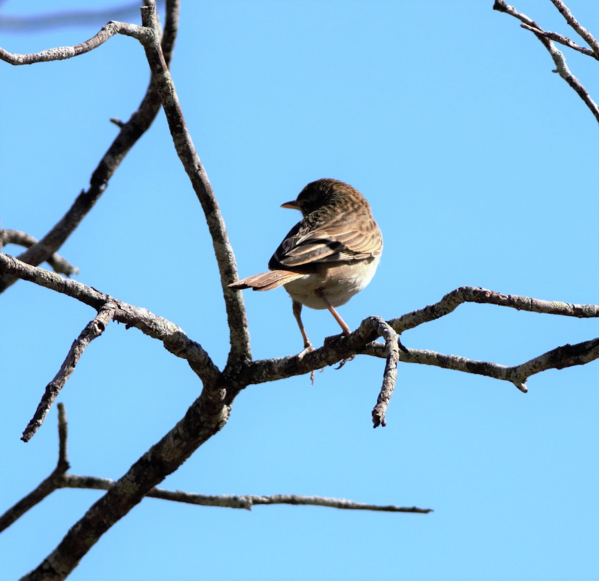 Rufous Songlark - ML240896961