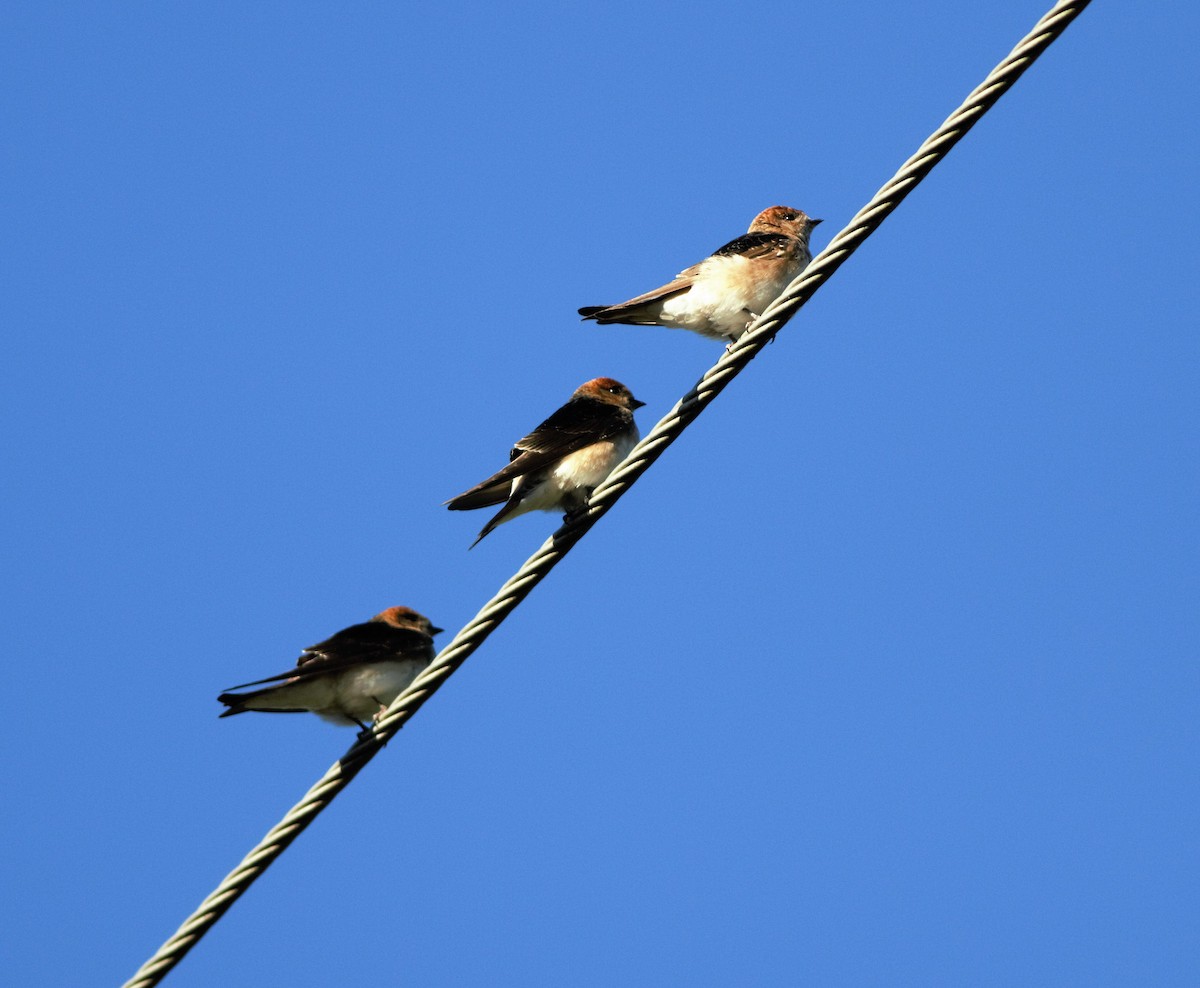 Golondrina Ariel - ML240897011