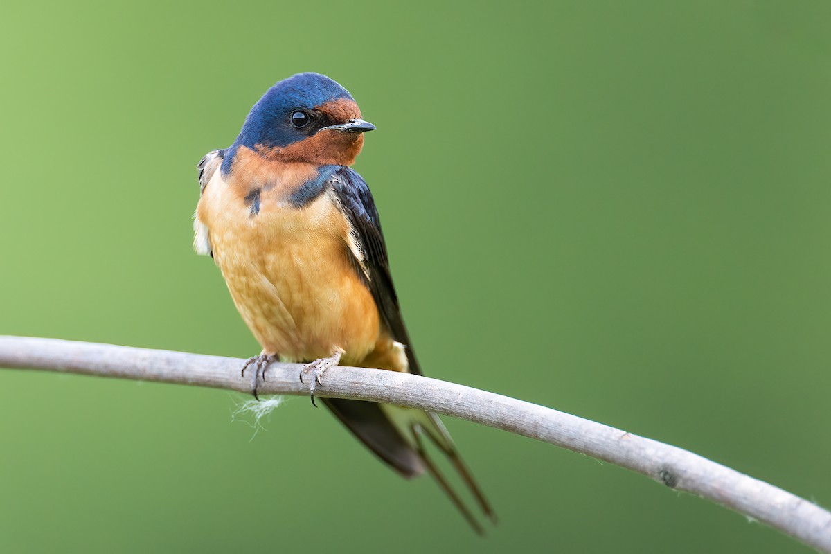 Barn Swallow - Ryan Sanderson