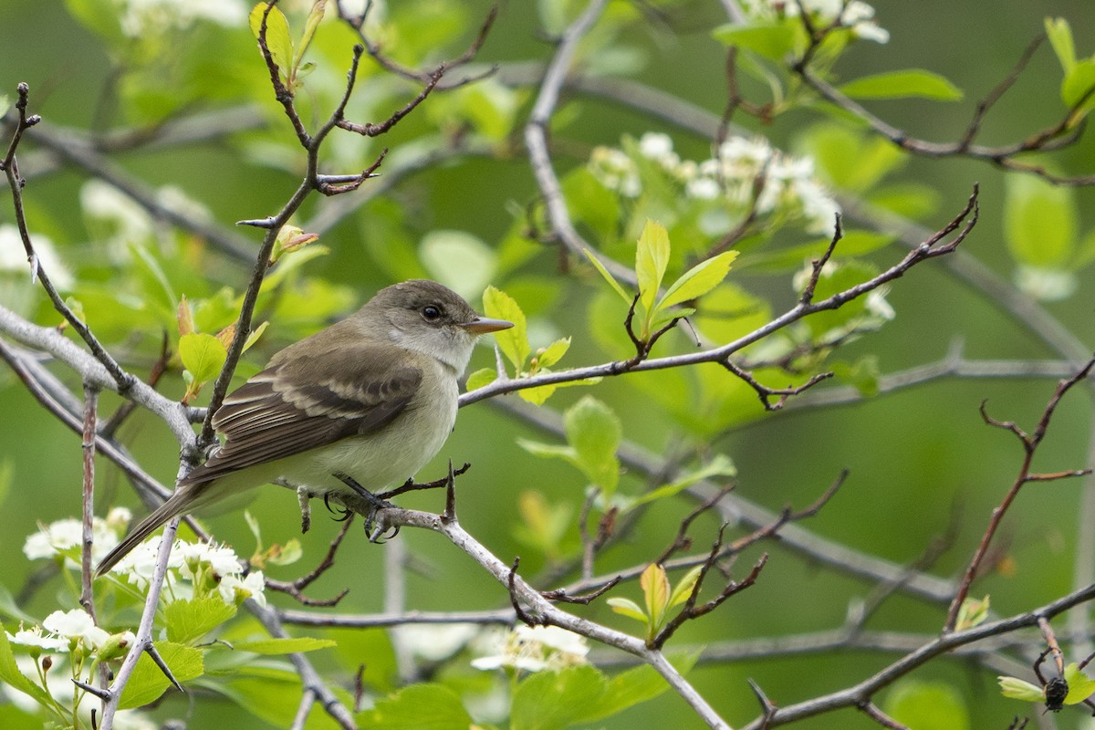 Willow Flycatcher - ML240900331