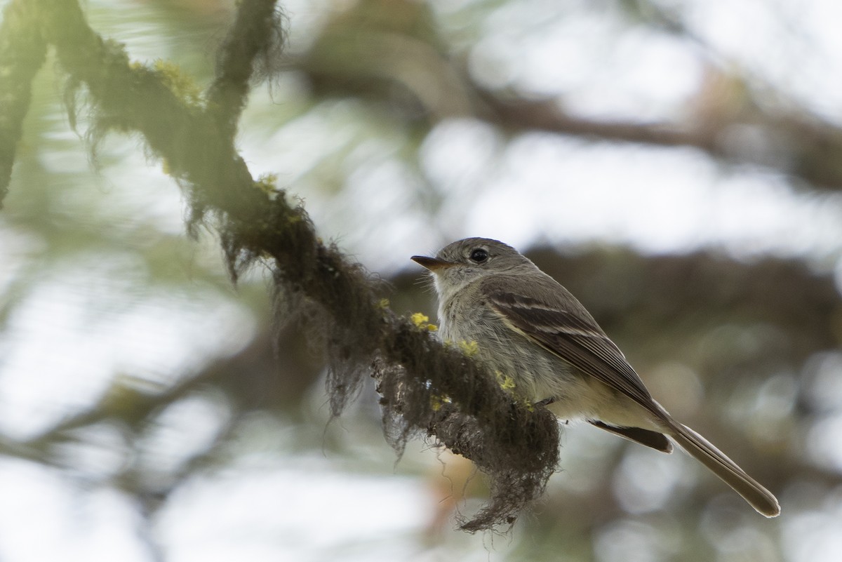 Dusky Flycatcher - ML240900341