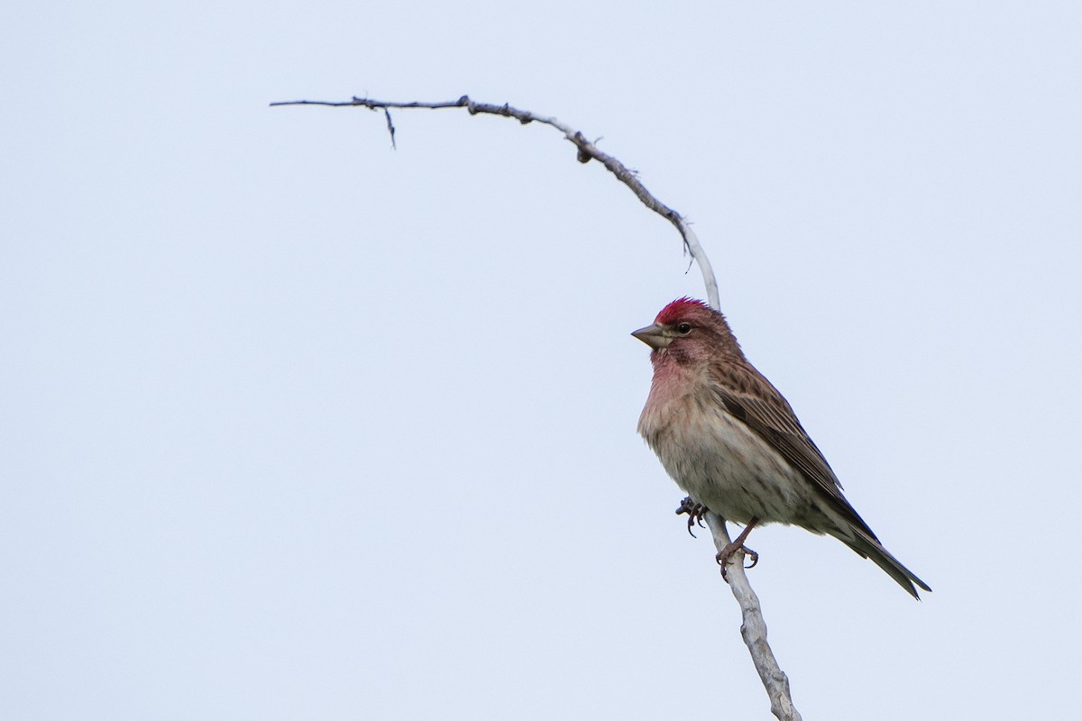 Cassin's Finch - ML240900481