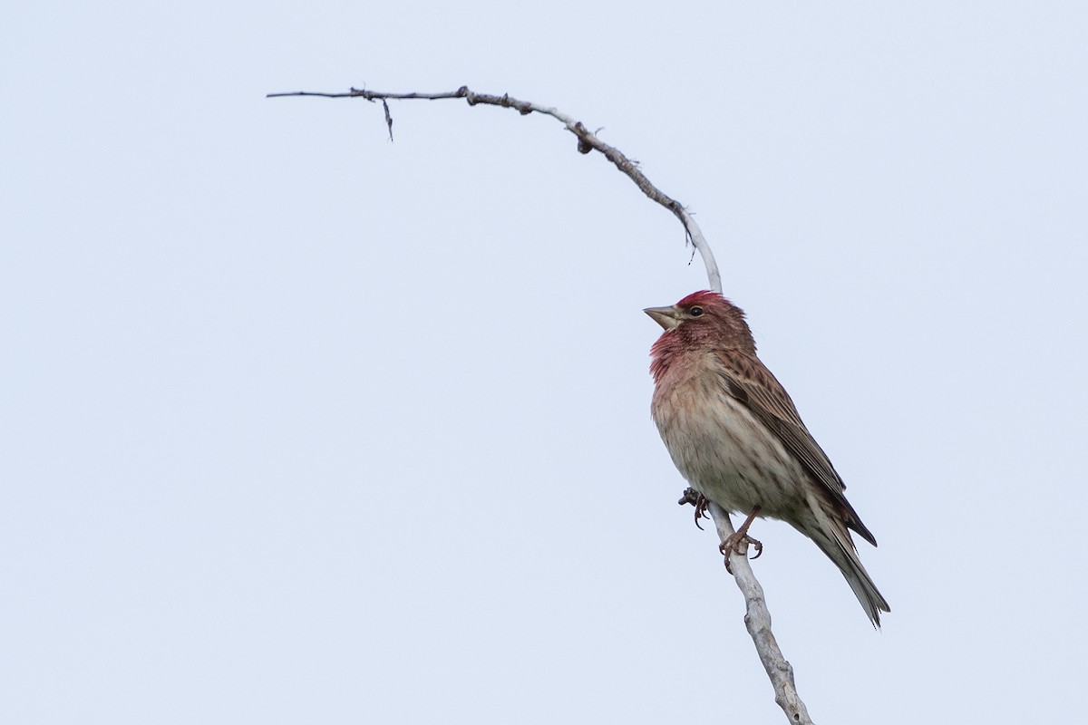 Cassin's Finch - Joshua Covill