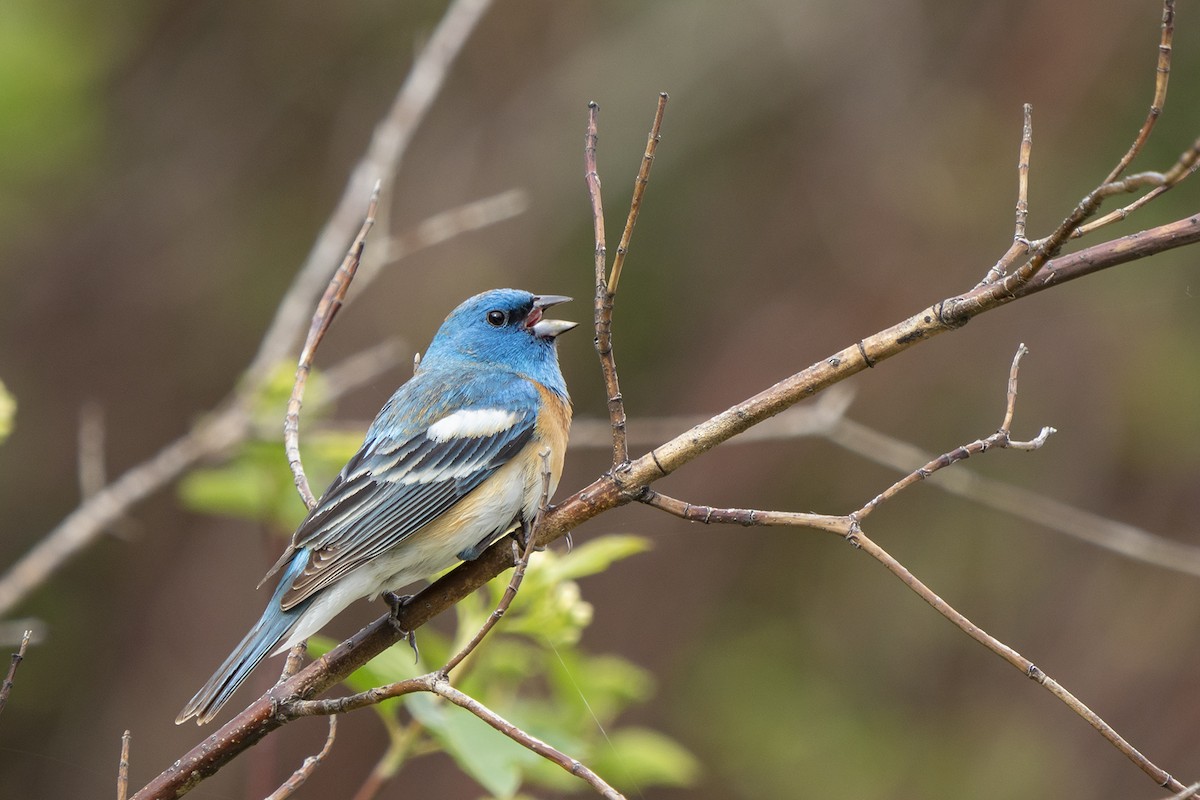 Lazuli Bunting - ML240900561