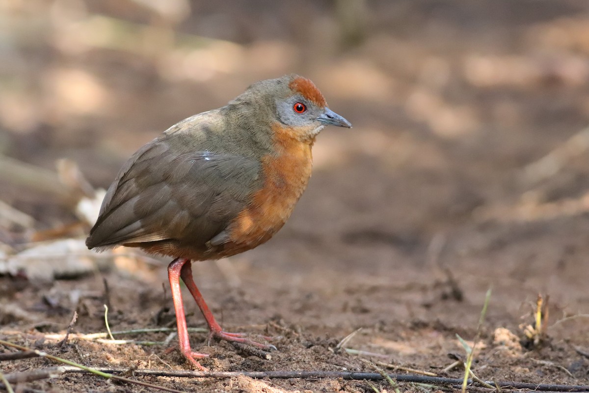 Russet-crowned Crake - Luiz Alberto dos Santos