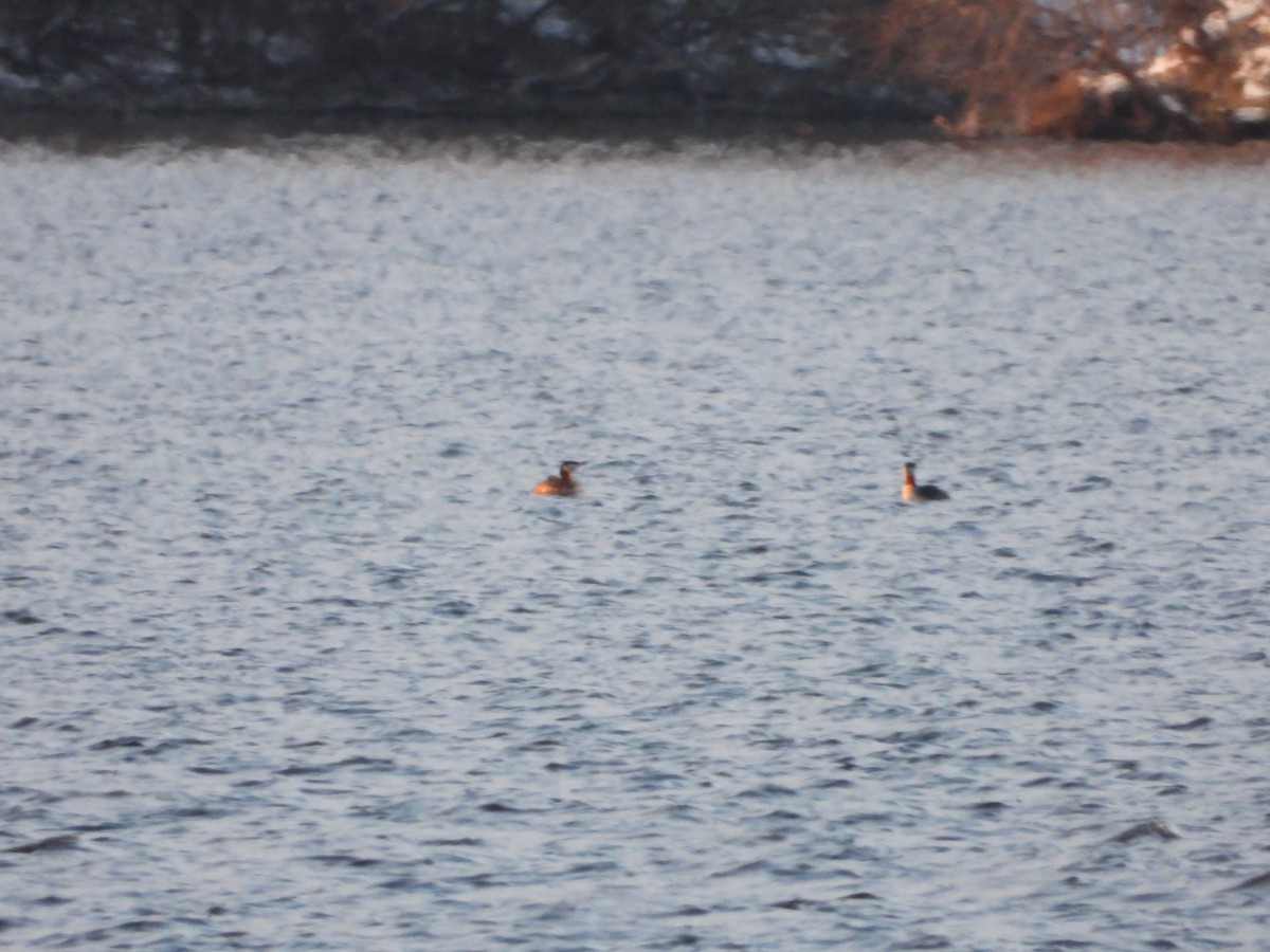 Red-necked Grebe - ML240902201