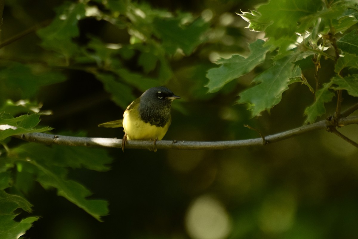 MacGillivray's Warbler - Kai  Mills