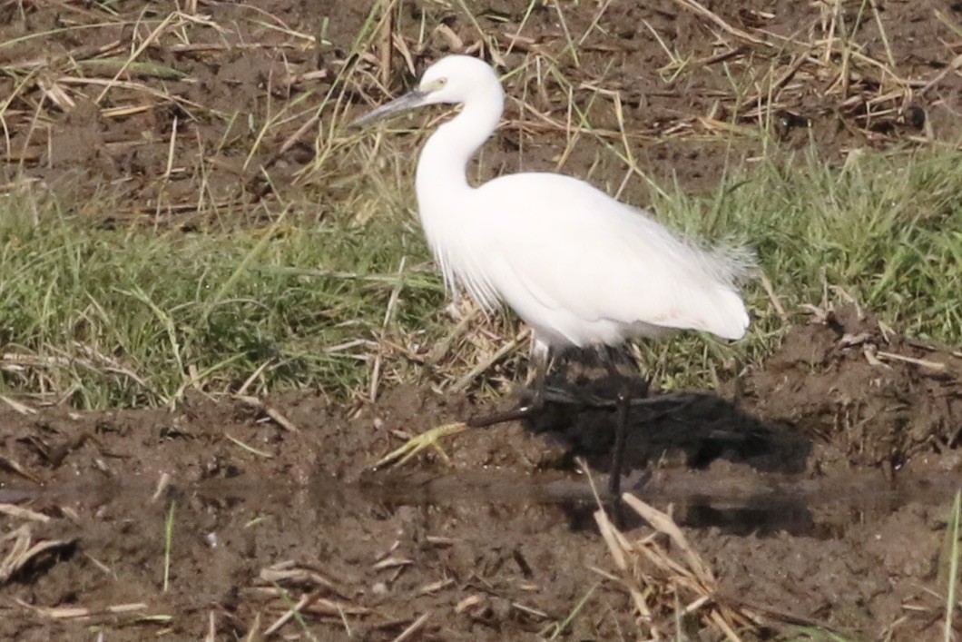 Little Egret - ML240903391