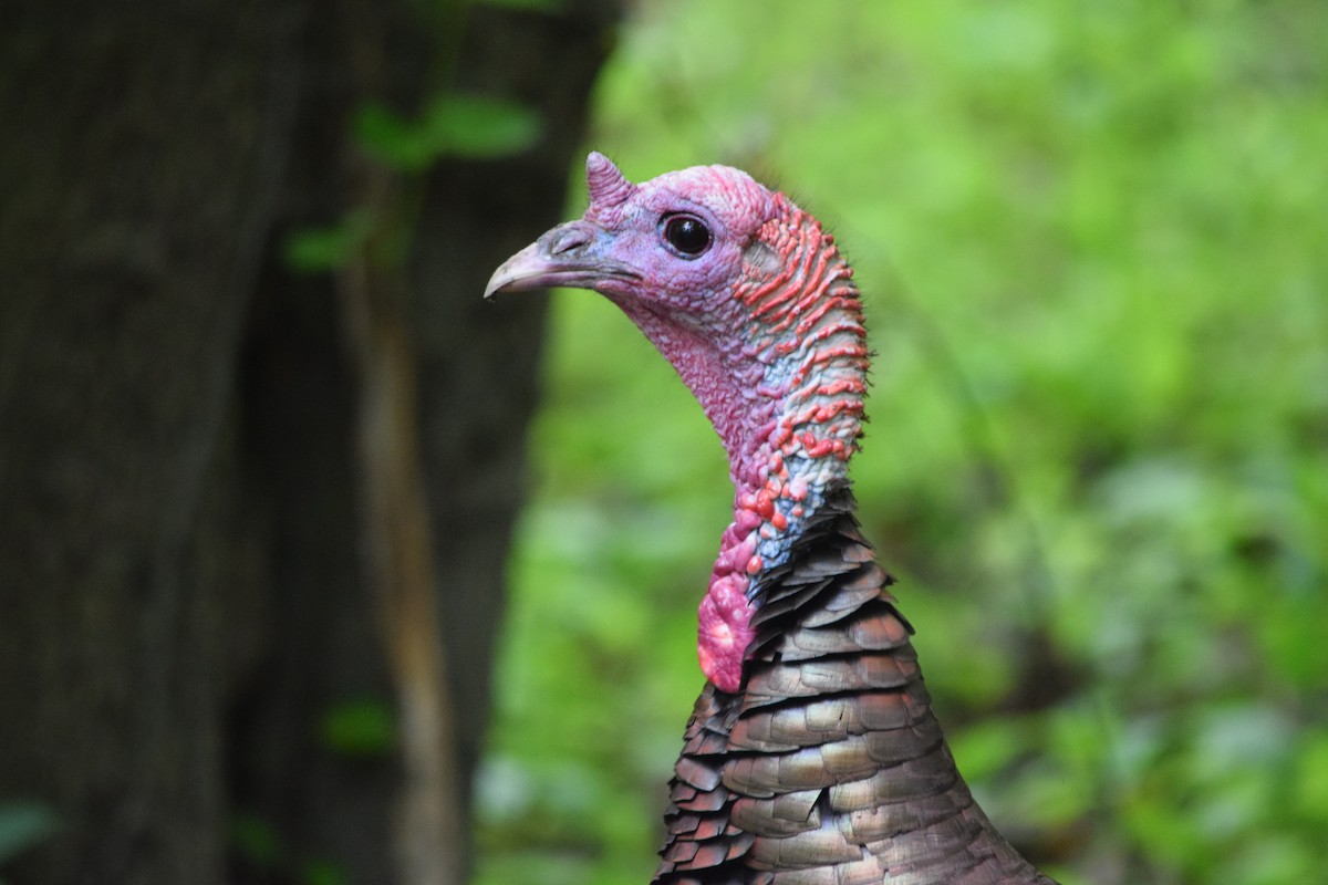 Wild Turkey - Mitchell Goldfarb