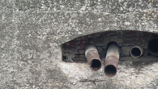 Peregrine Falcon - ML240905061