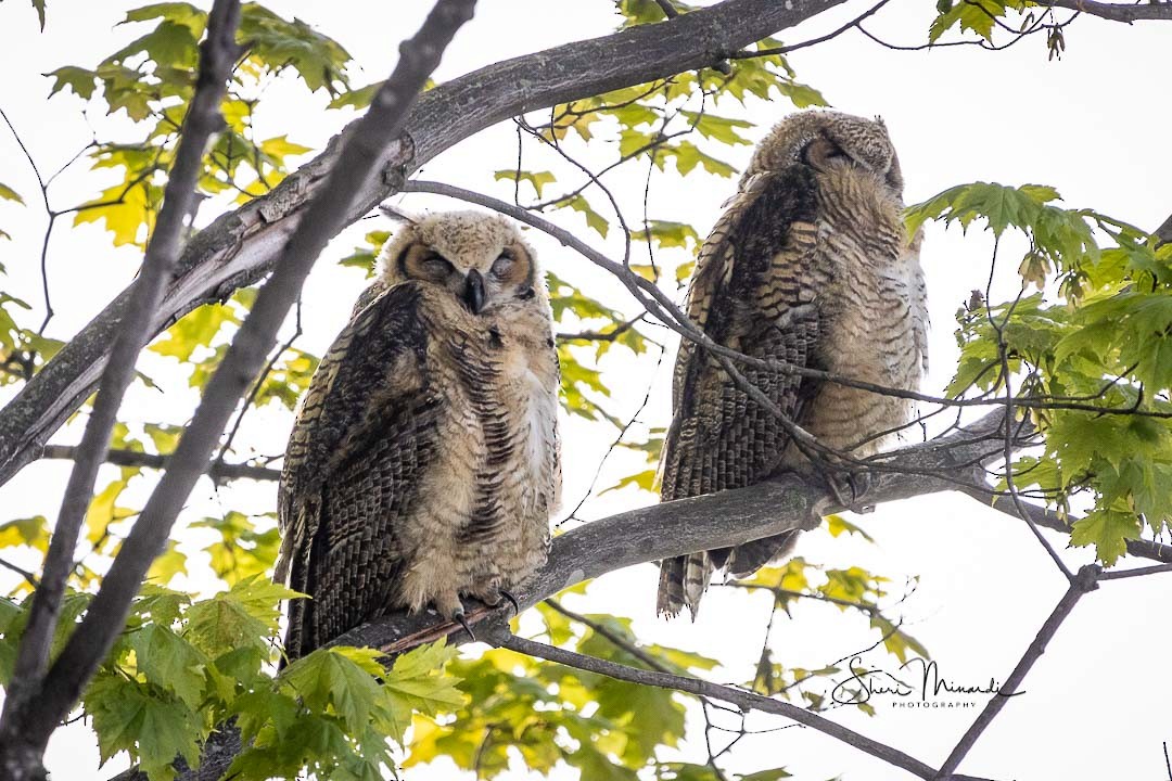 Great Horned Owl - ML240907511