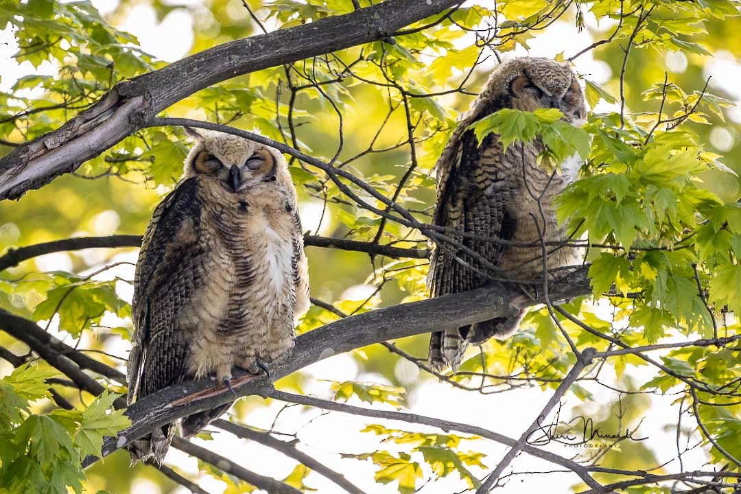 Great Horned Owl - ML240907521