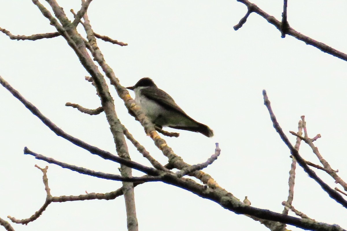 Eastern Kingbird - ML240907891