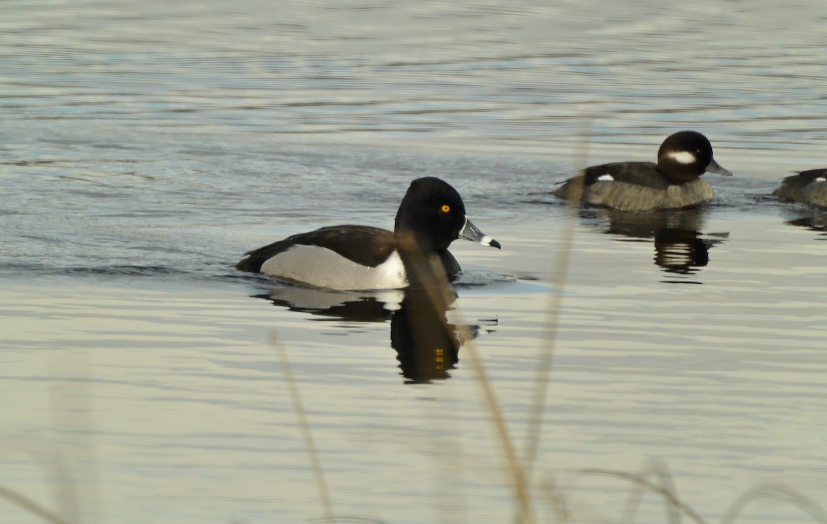 Ring-necked Duck - ML24090801