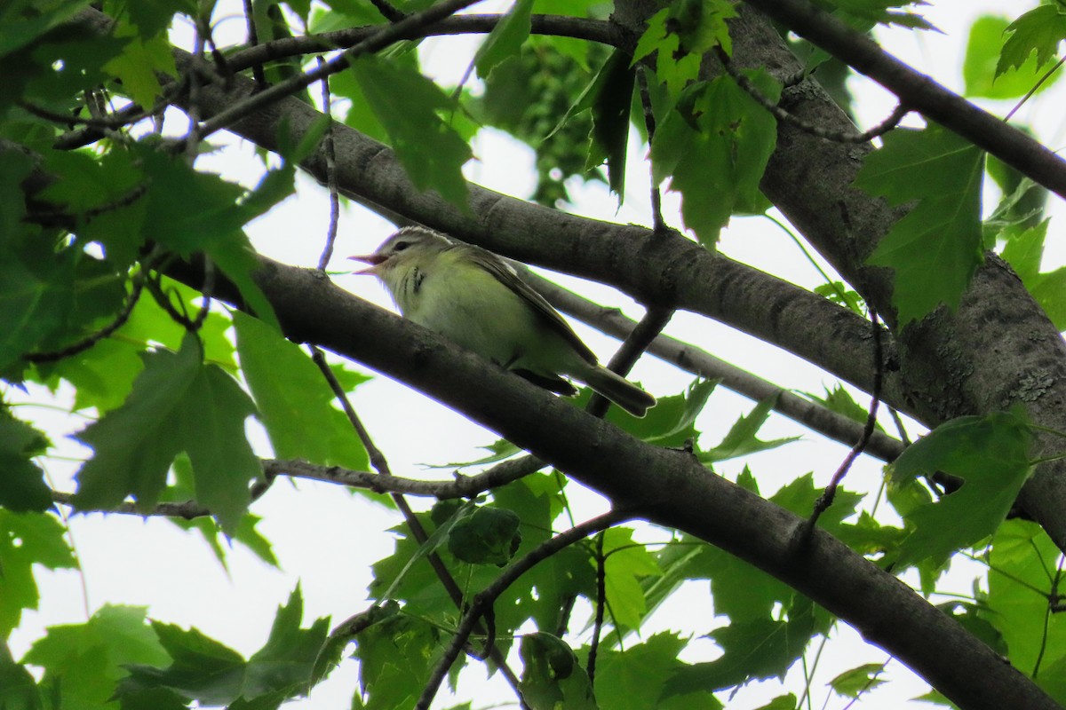 Warbling Vireo - ML240908101