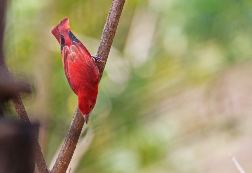 Piranga Roja - ML240909561