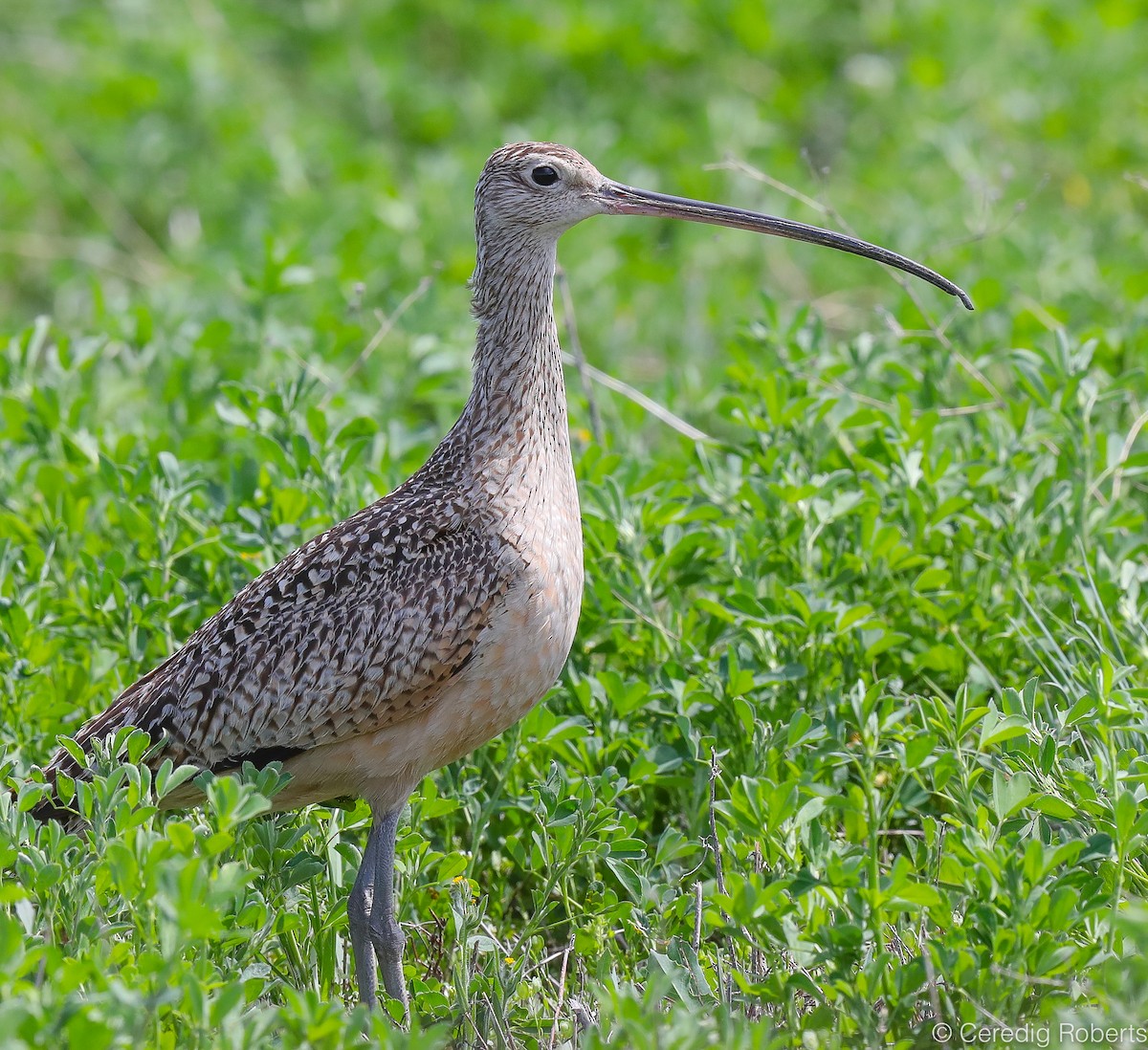 Long-billed Curlew - Ceredig  Roberts