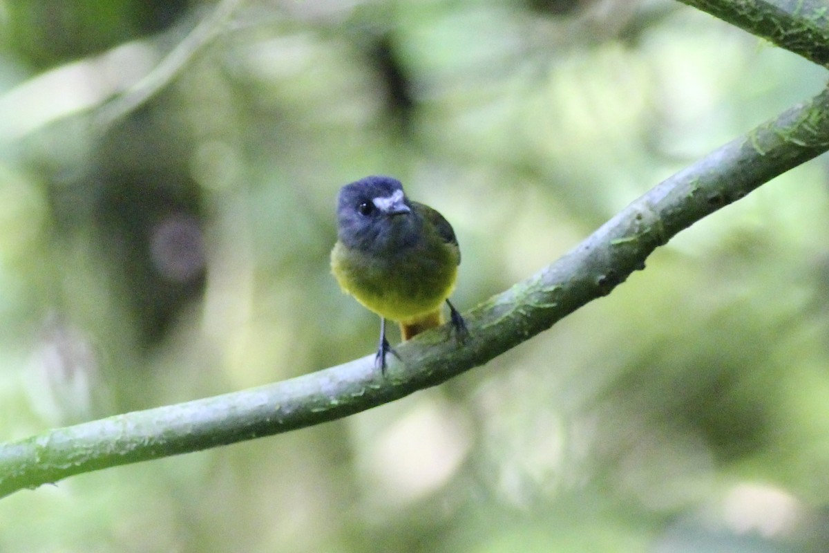 Ornate Flycatcher - ML24091271