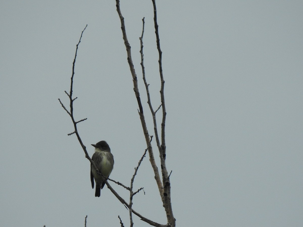 Olive-sided Flycatcher - Jean Lemoyne