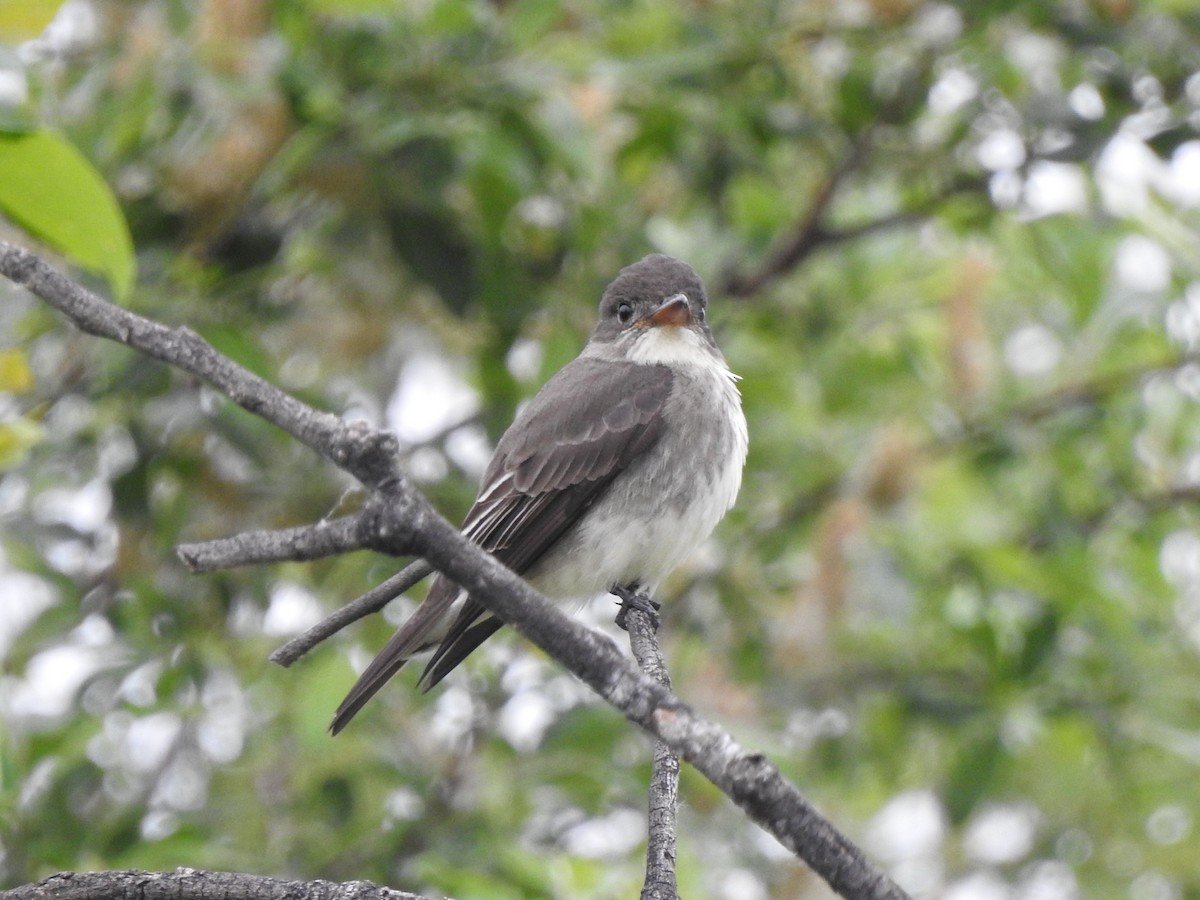 Olive-sided Flycatcher - ML240912951