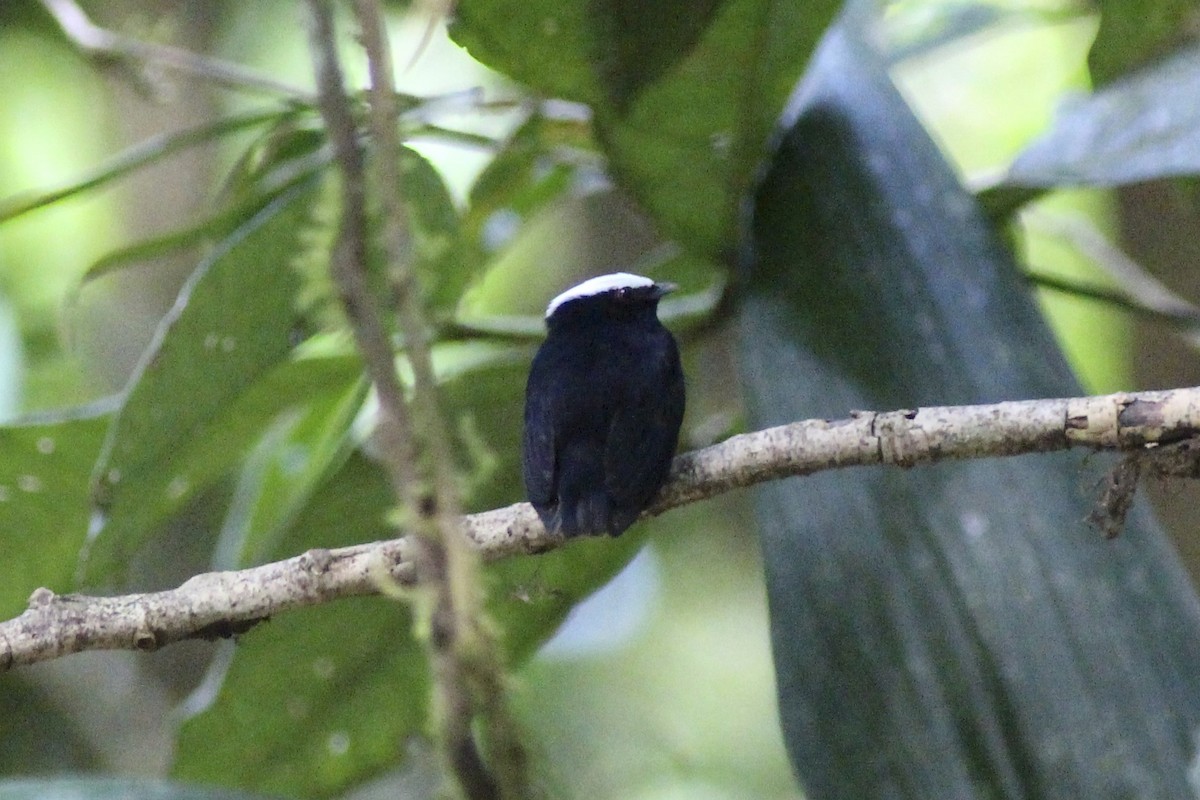 White-crowned Manakin - ML24091301
