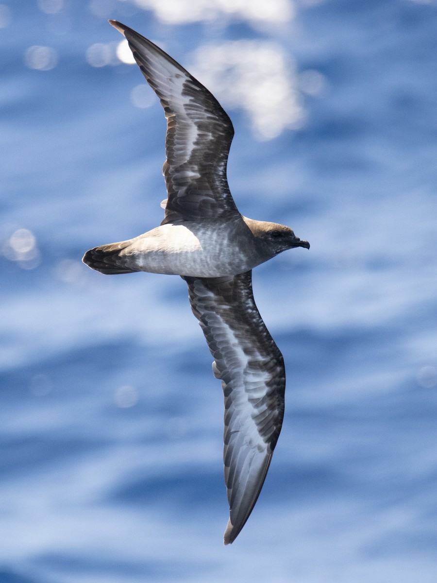 Trindade Petrel - Ed Corey