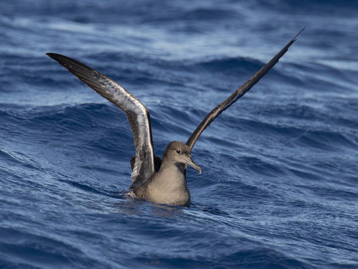 Sooty Shearwater - ML240915391