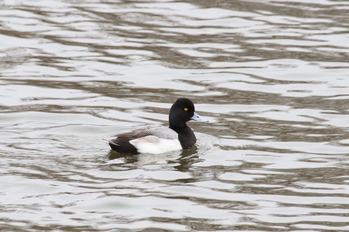 Lesser Scaup - ML24091581