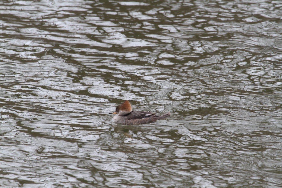 Hooded Merganser - ML24091651