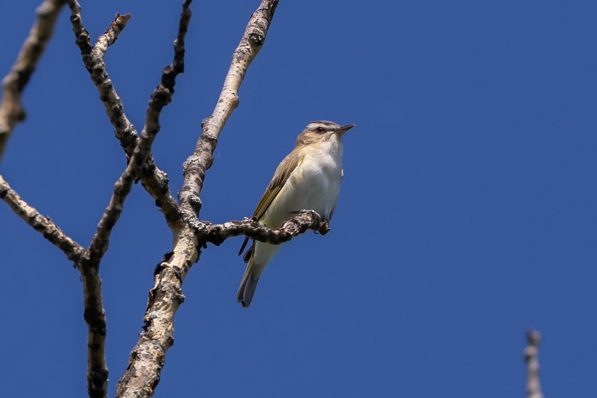 Red-eyed Vireo - ML240922611