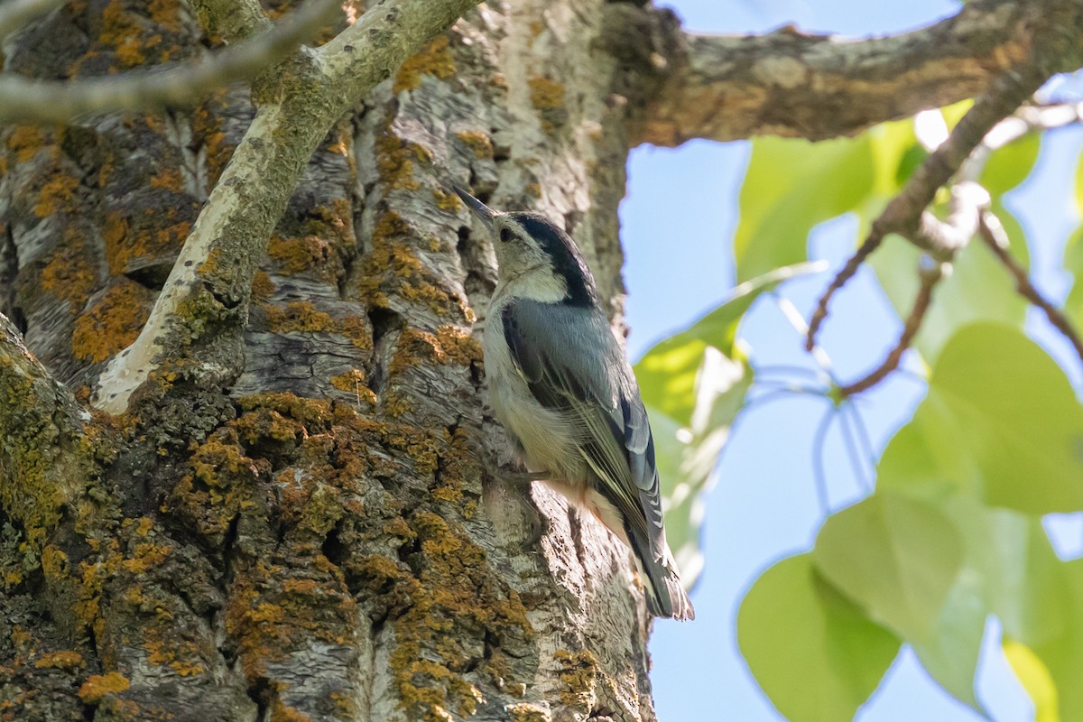 White-breasted Nuthatch - ML240922661