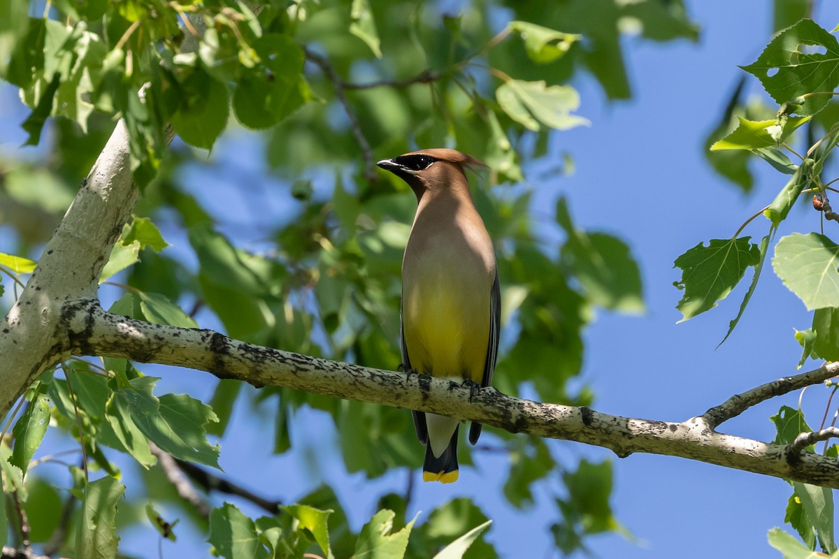 Cedar Waxwing - ML240922691