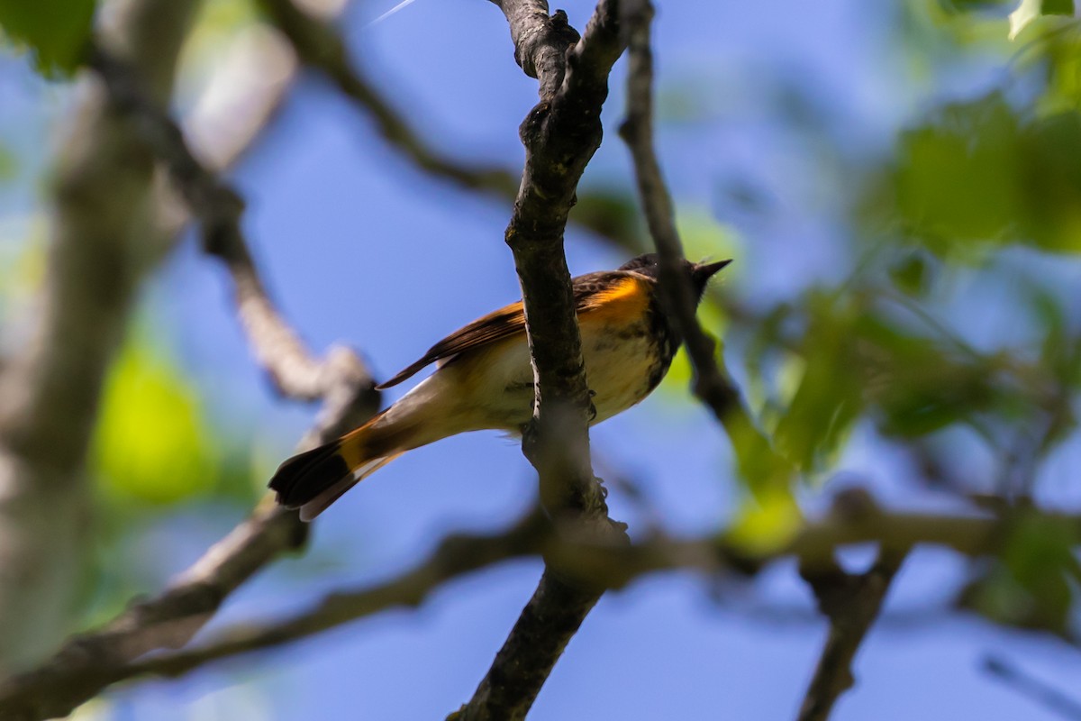 American Redstart - ML240922711