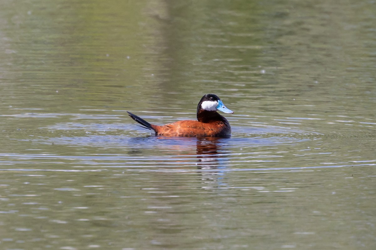 Ruddy Duck - ML240923801