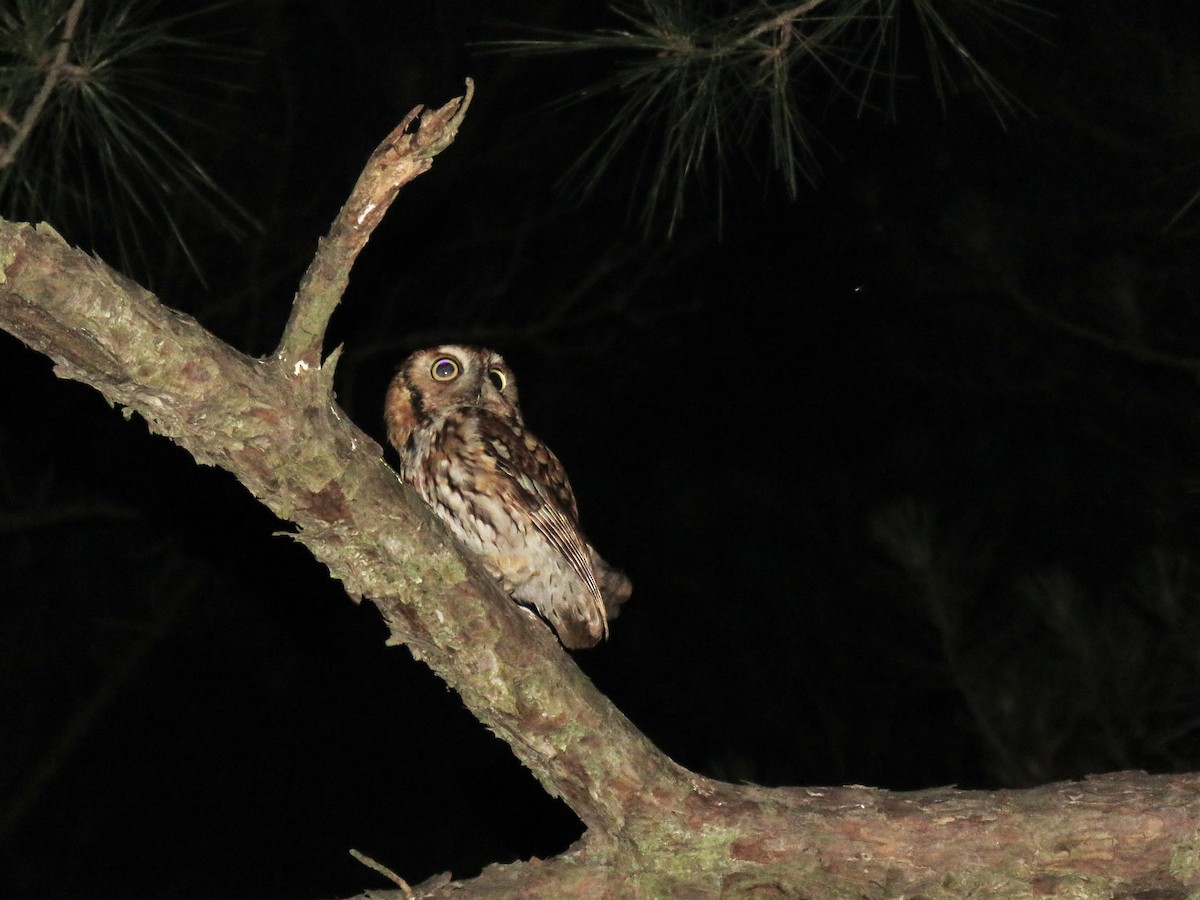 Eastern Screech-Owl - ML240923861