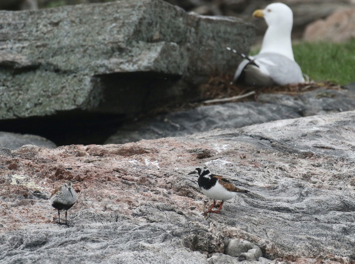 Ruddy Turnstone - Jeff Skevington