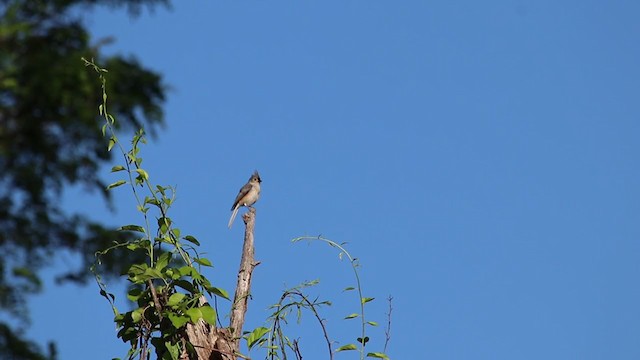 Tufted Titmouse - ML240924991