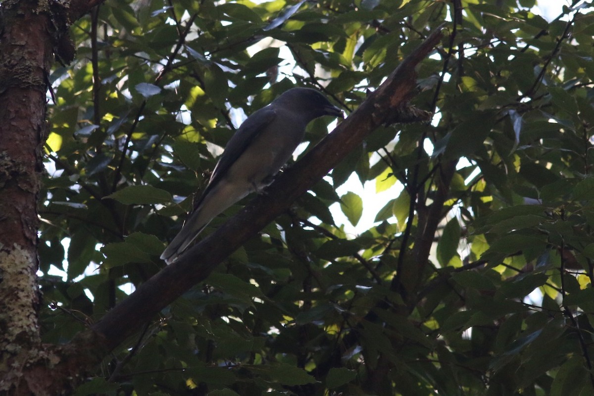 Large Cuckooshrike - ML240926451