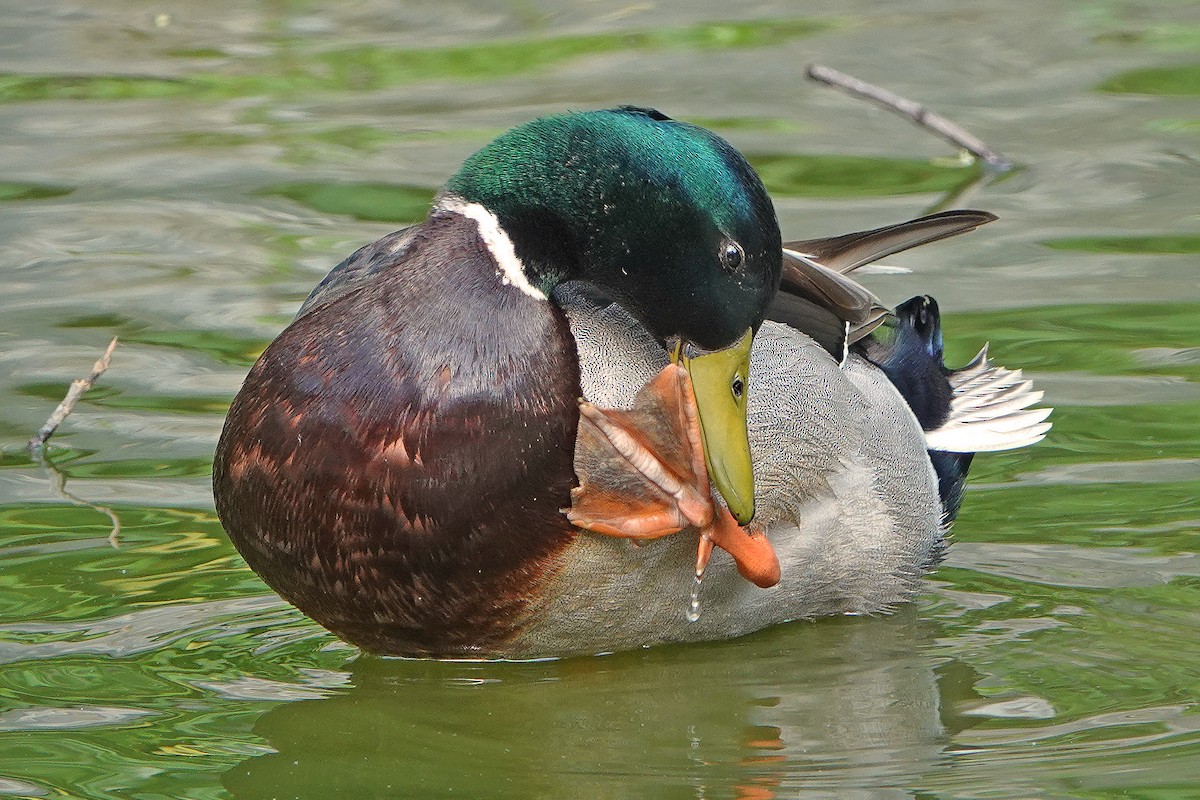 Canard colvert - ML240926981