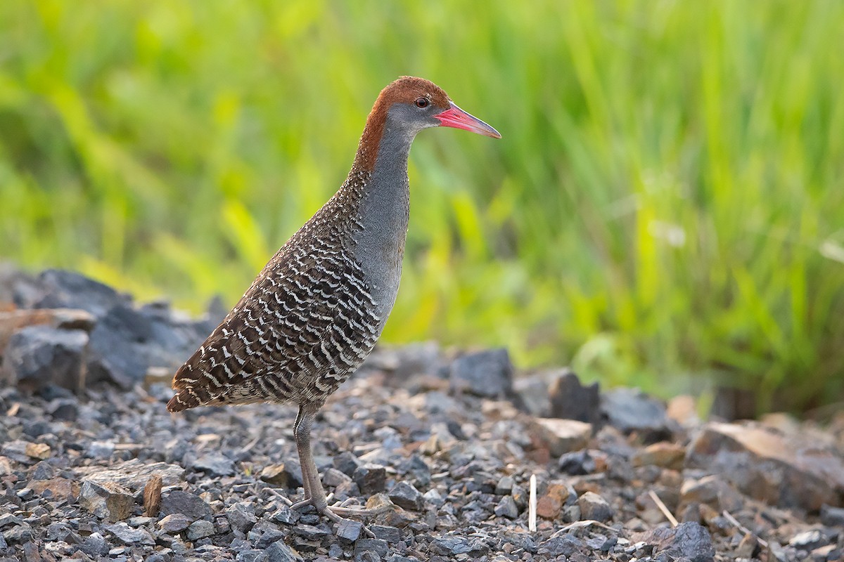 Slaty-breasted Rail - ML240927421