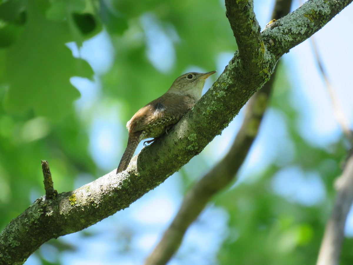 Northern House Wren - ML240928031