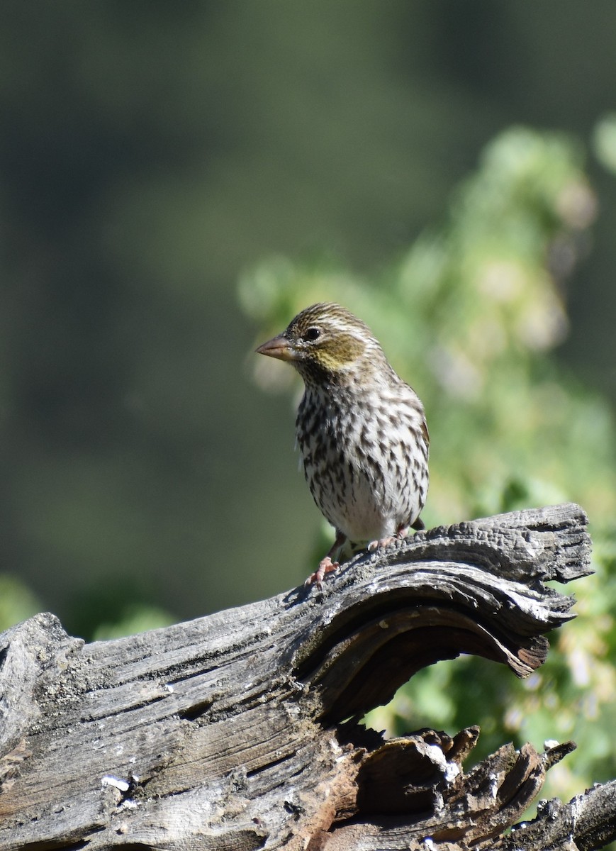 Cassin's Finch - ML240928041