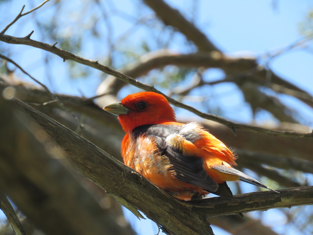 Scarlet Tanager - ML240928191
