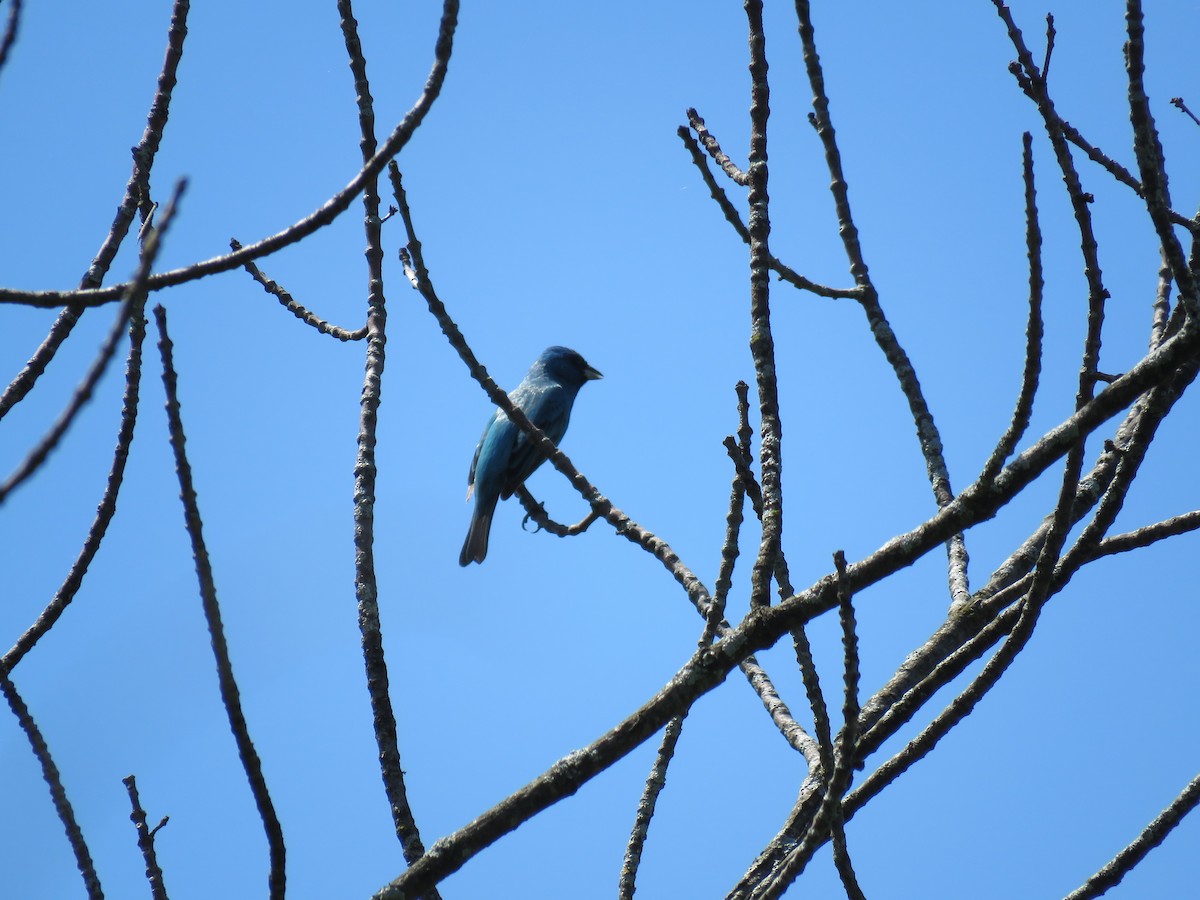 Indigo Bunting - ML240928211