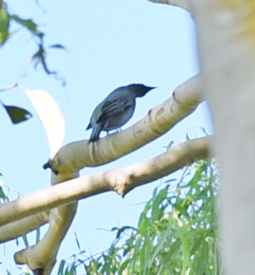 Common Cicadabird - Jake Derby