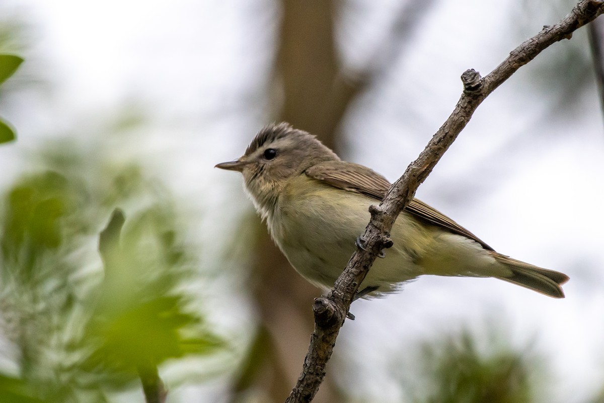 Warbling Vireo - ML240931411