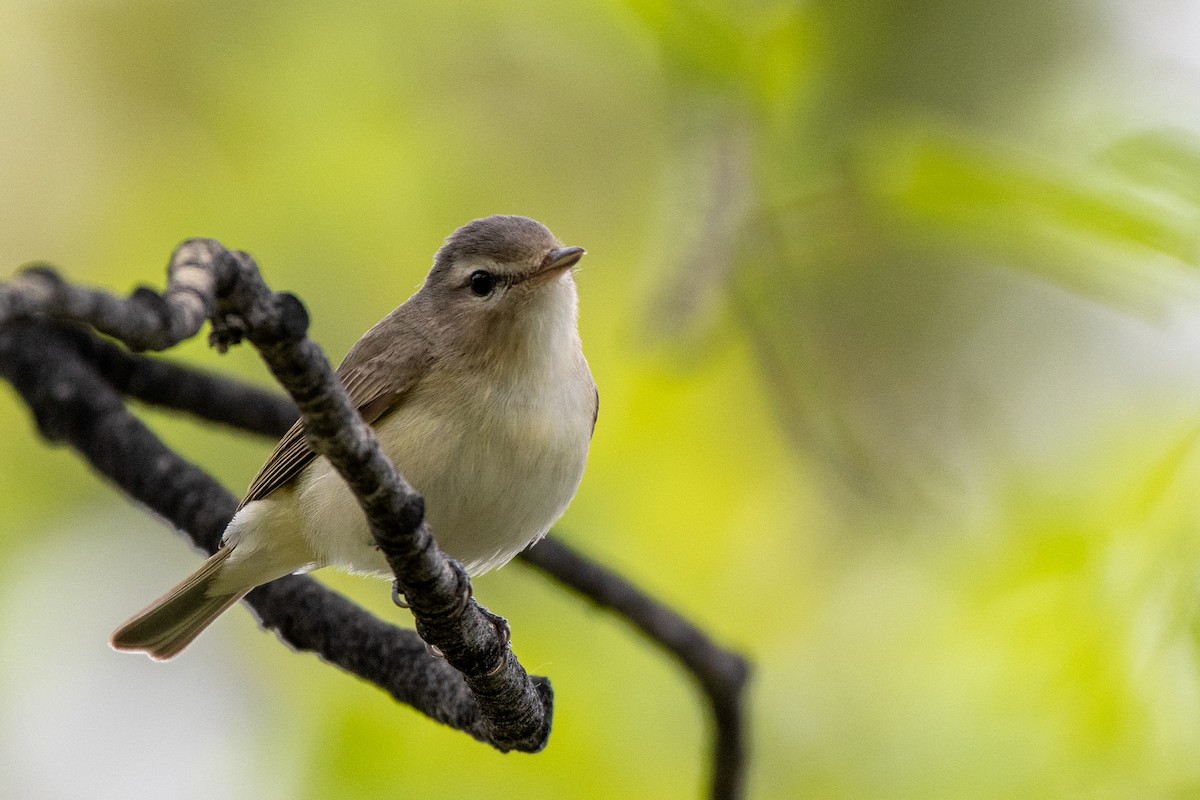 Warbling Vireo - Adam Perrier