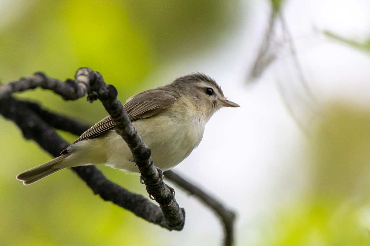 Warbling Vireo - ML240931501