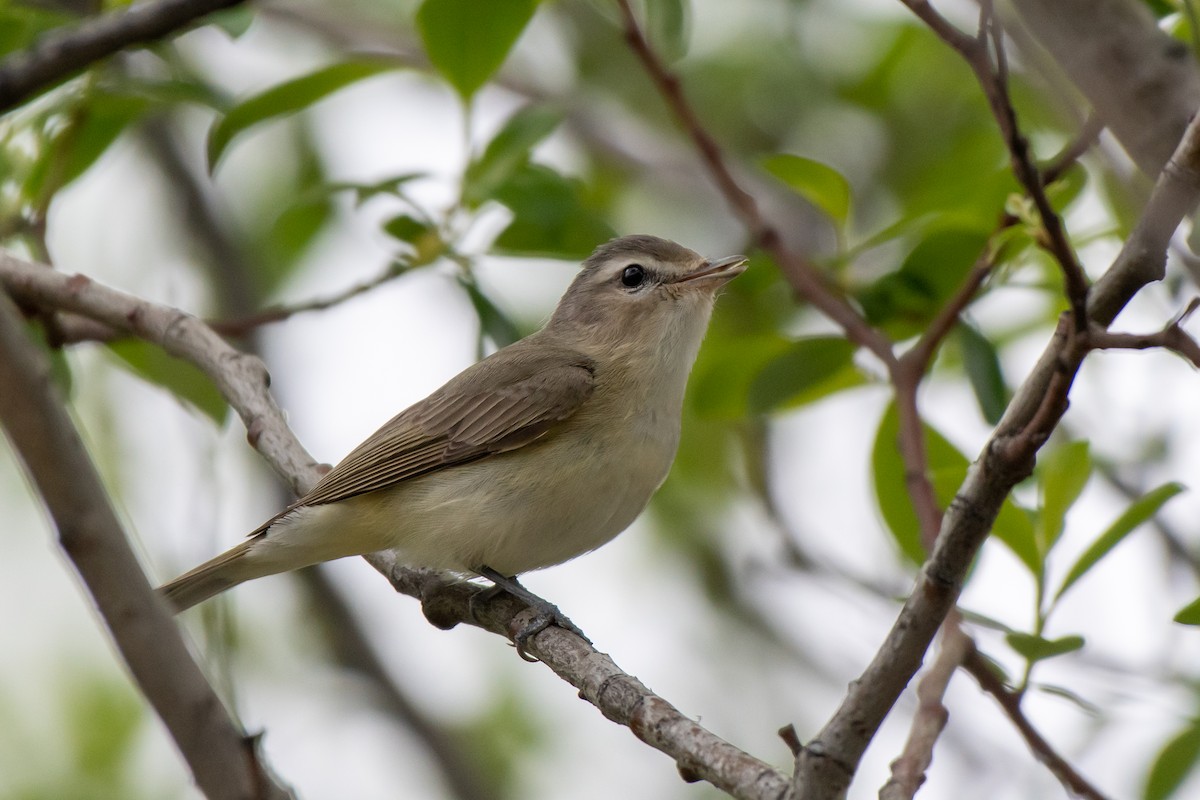 Warbling Vireo - ML240931581