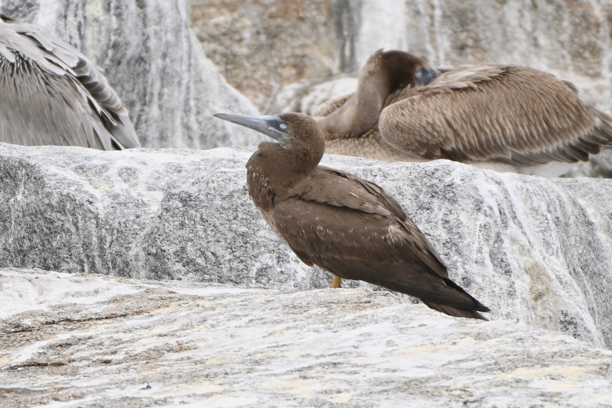 Brown Booby - ML240931611
